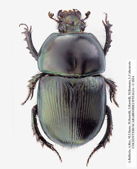 Geotrupes mutator, maschio